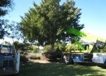 Tree Lopping All Landscape Supplies