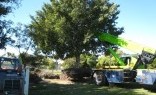 All Landscape Supplies Tree Lopping